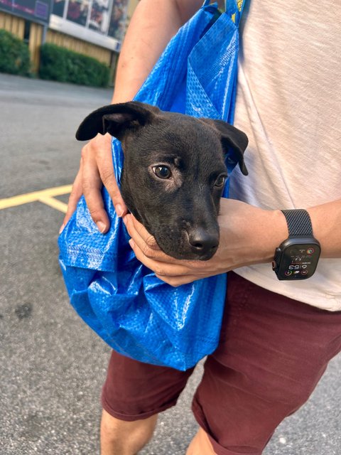 Badger - Mixed Breed Dog