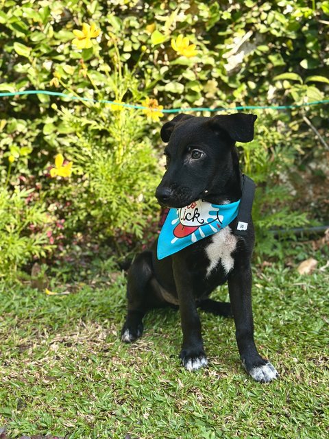 Badger - Mixed Breed Dog