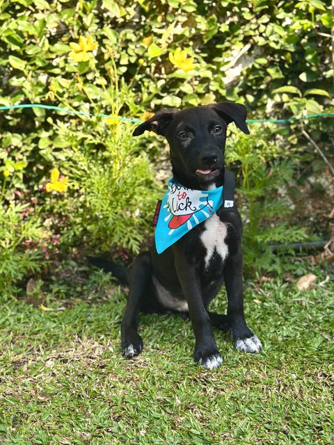 Badger - Mixed Breed Dog