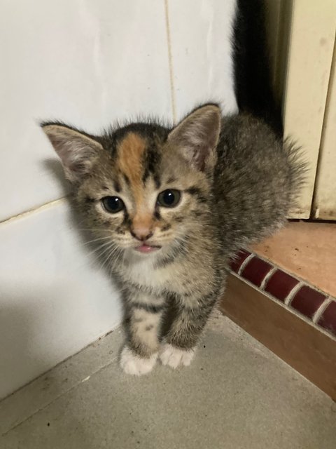 Pui Pui  - Domestic Short Hair Cat