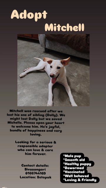 Mitchell  - Mixed Breed Dog