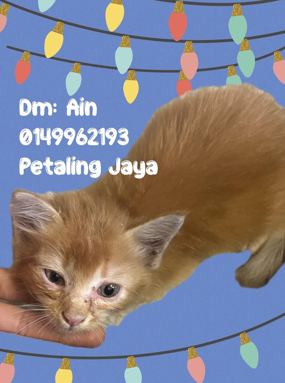 Baby Oyen - Domestic Medium Hair Cat