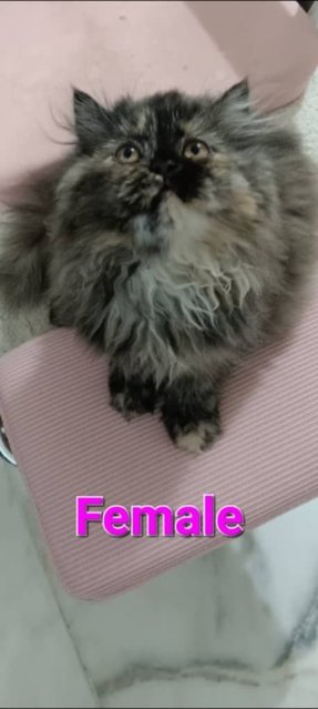 Mix Persian Kittens 3 - Persian + Domestic Long Hair Cat