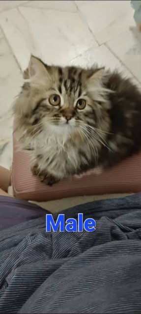 Mix Persian Kittens 3 - Persian + Domestic Long Hair Cat