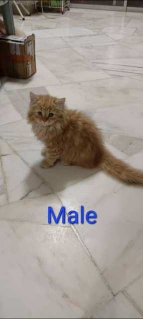 Mix Persian Kittens 3 - Persian + Domestic Long Hair Cat