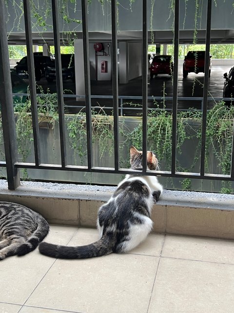 Gun - British Shorthair + Bengal Cat