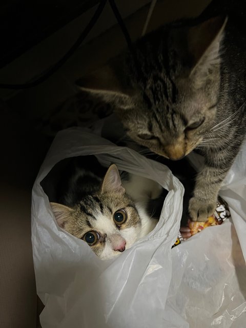 Gun - British Shorthair + Bengal Cat