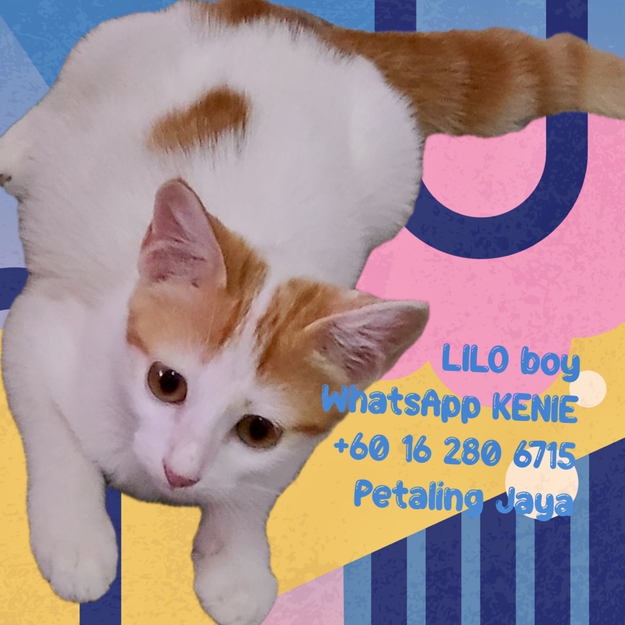 (Booked) Lilo Boy - Domestic Short Hair Cat