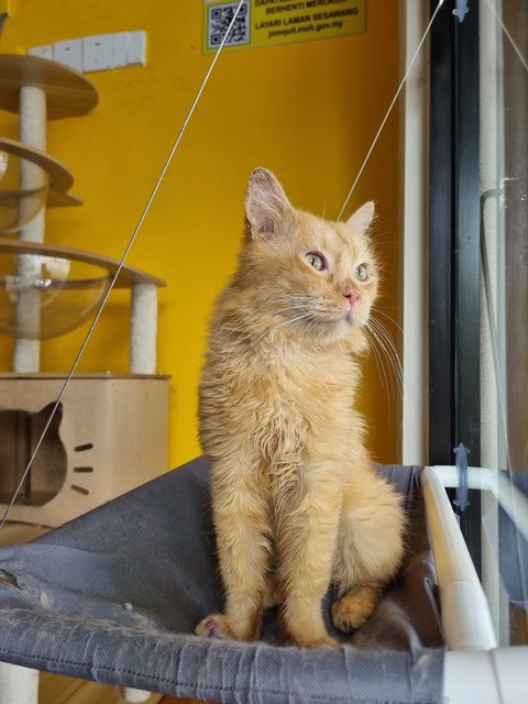 Elward - Domestic Long Hair Cat