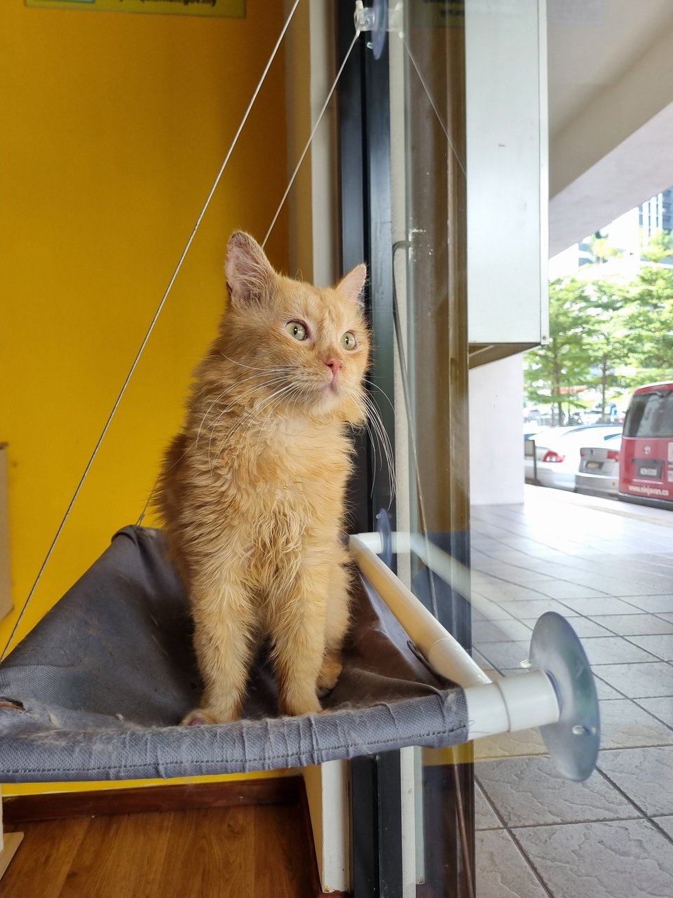 Elward - Domestic Long Hair Cat