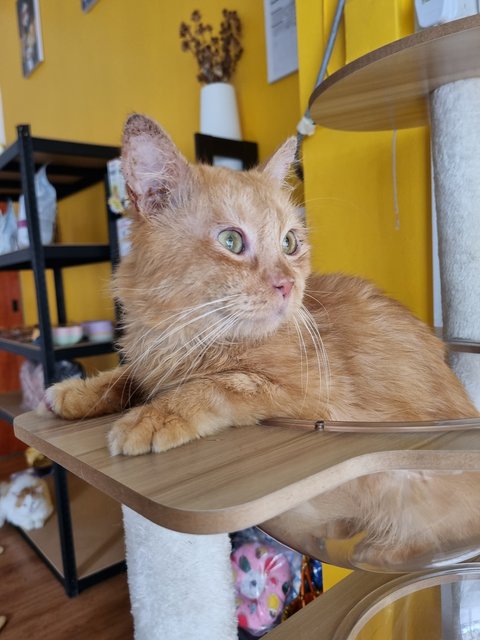 Elward - Domestic Long Hair Cat