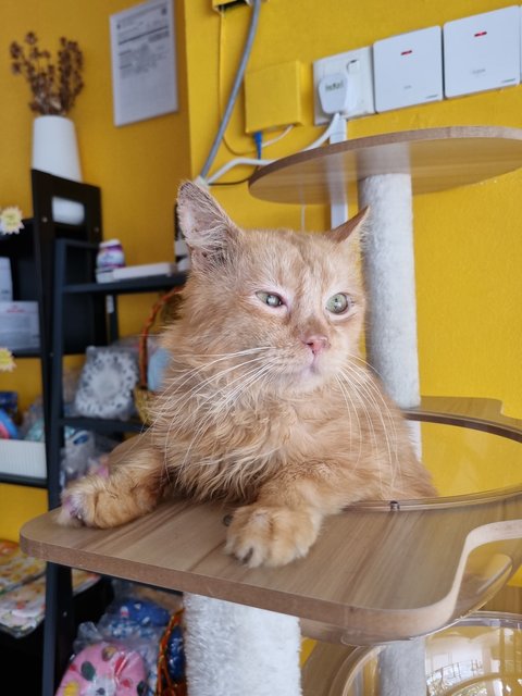 Elward - Domestic Long Hair Cat