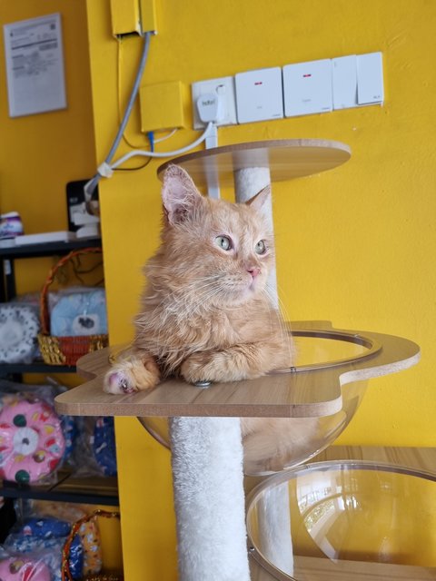 Elward - Domestic Long Hair Cat