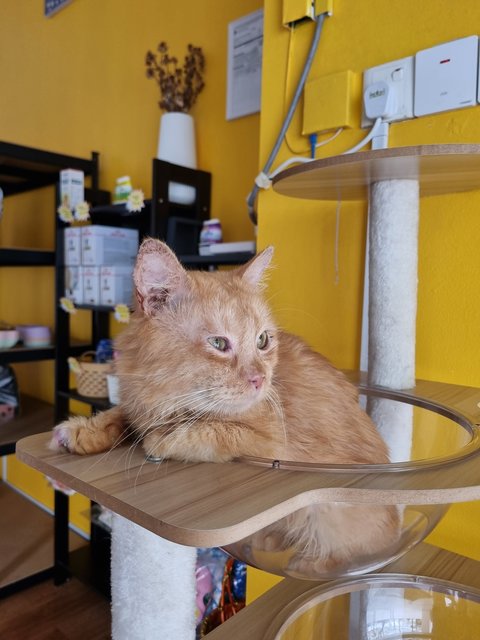 Elward - Domestic Long Hair Cat