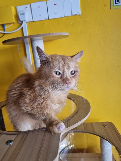 Elward - Domestic Long Hair Cat