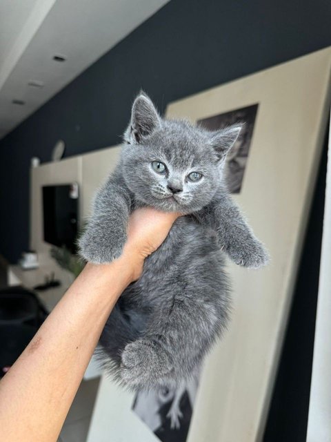 Kitten Bsh Blue - British Shorthair Cat