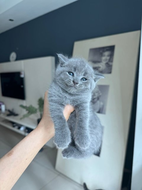 Kitten Bsh Blue - British Shorthair Cat