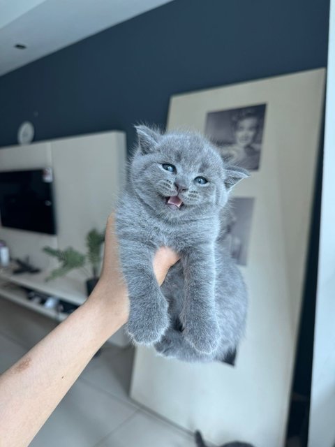 Kitten Bsh Blue - British Shorthair Cat