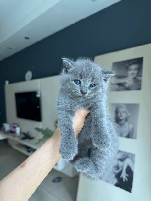 Kitten Bsh Blue - British Shorthair Cat