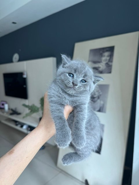 Kitten Bsh Blue - British Shorthair Cat