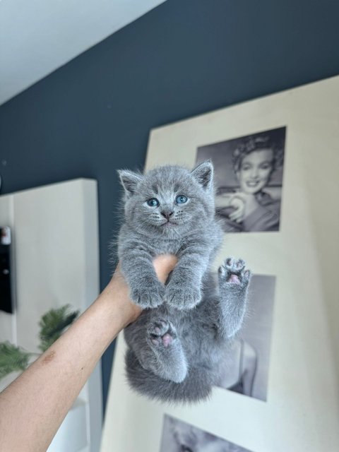 Kitten Bsh Blue - British Shorthair Cat