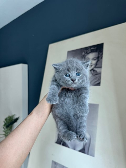 Kitten Bsh Blue - British Shorthair Cat