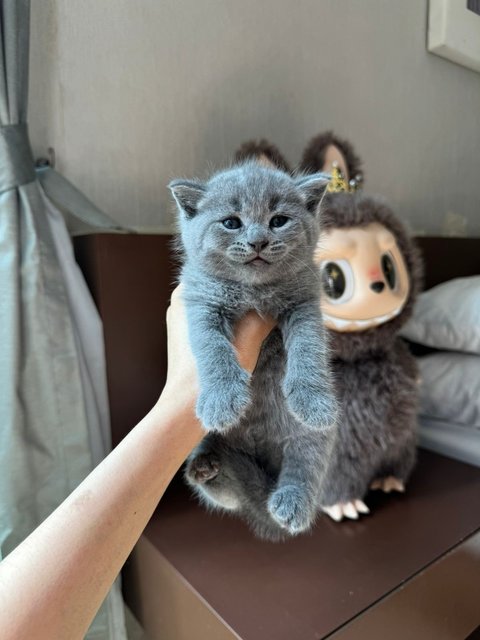 Kitten Bsh Blue - British Shorthair Cat