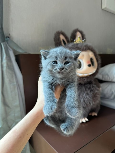 Kitten Bsh Blue - British Shorthair Cat