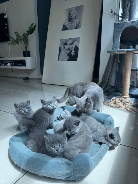 Kitten Bsh Blue - British Shorthair Cat