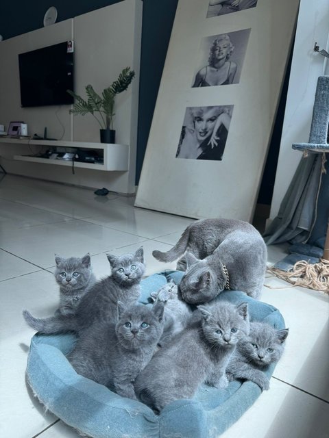 Kitten Bsh Blue - British Shorthair Cat