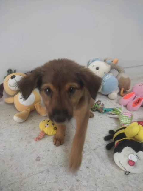 Fluffy Urgent Adoption Else Release - Mixed Breed Dog