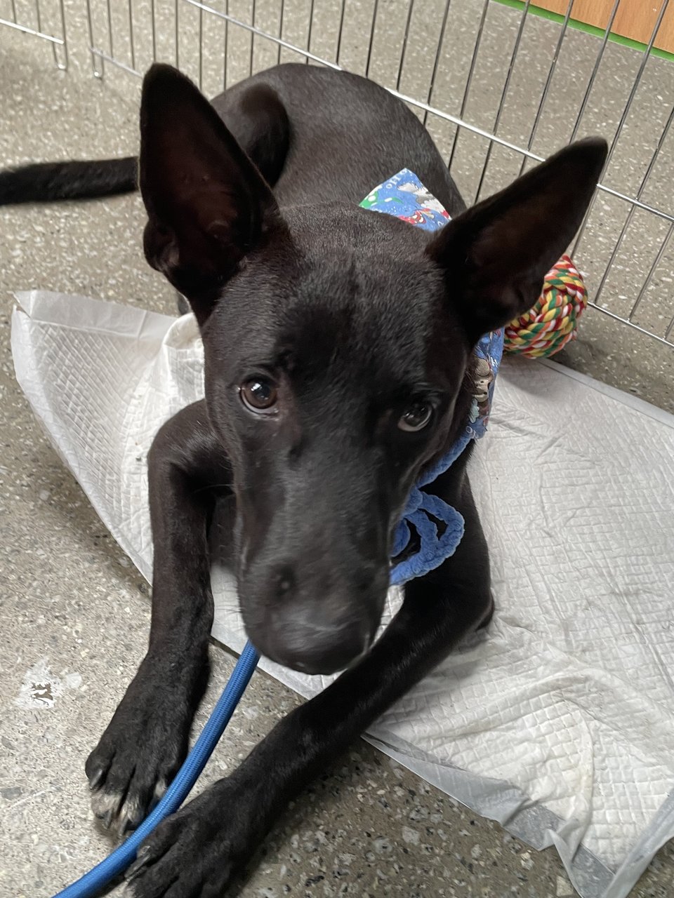 Pongo  - Mixed Breed Dog