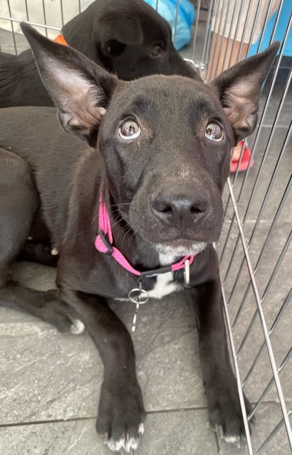 Pongo  - Mixed Breed Dog