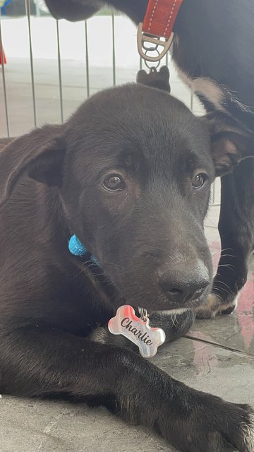 Charlie - Mixed Breed Dog