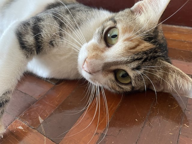 Tiger - Domestic Short Hair + Torbie Cat