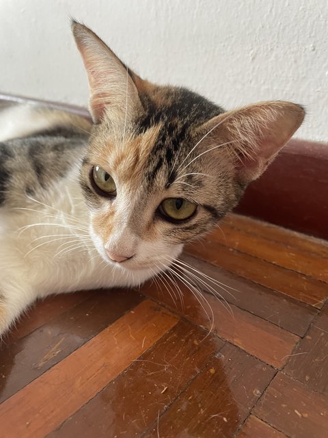 Tiger - Domestic Short Hair + Torbie Cat