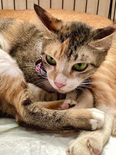 Tiger - Domestic Short Hair + Torbie Cat