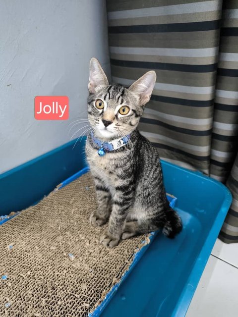 Jolly, Jet &amp; Hachi 🩷 - Domestic Short Hair Cat