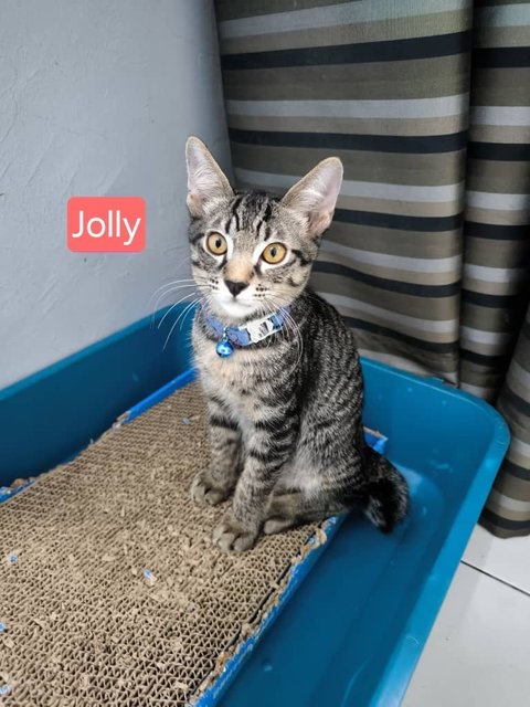 Jolly, Jet &amp; Hachi 🩷 - Domestic Short Hair Cat