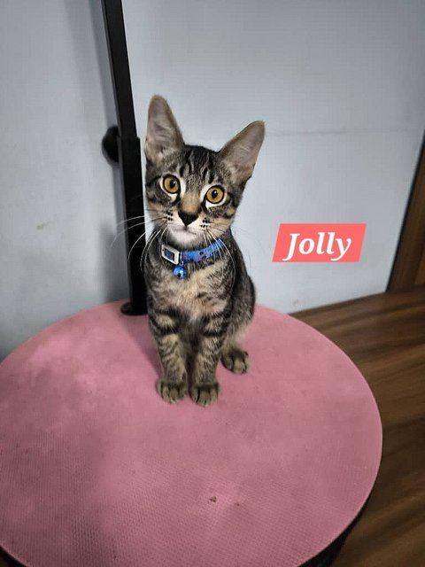 Jolly, Jet &amp; Hachi 🩷 - Domestic Short Hair Cat