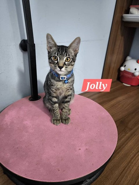 Jolly, Jet &amp; Hachi 🩷 - Domestic Short Hair Cat