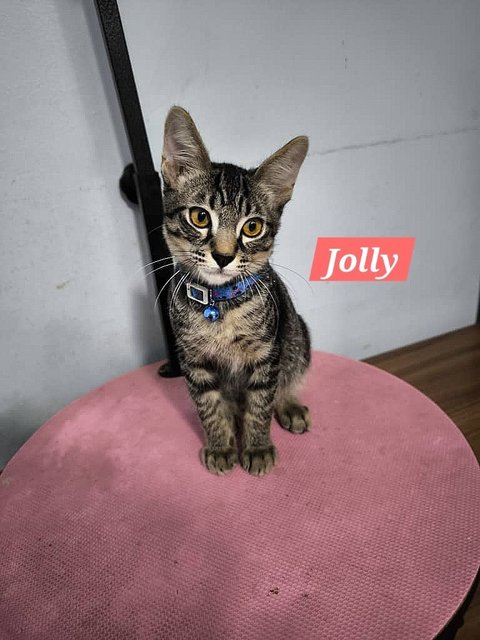 Jolly, Jet &amp; Hachi 🩷 - Domestic Short Hair Cat