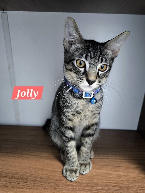 Jolly, Jet &amp; Hachi 🩷 - Domestic Short Hair Cat