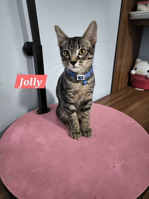 Jolly, Jet &amp; Hachi 🩷 - Domestic Short Hair Cat