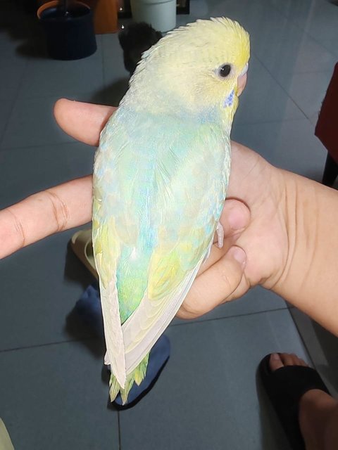 Bibi - Budgie/Budgerigar Bird