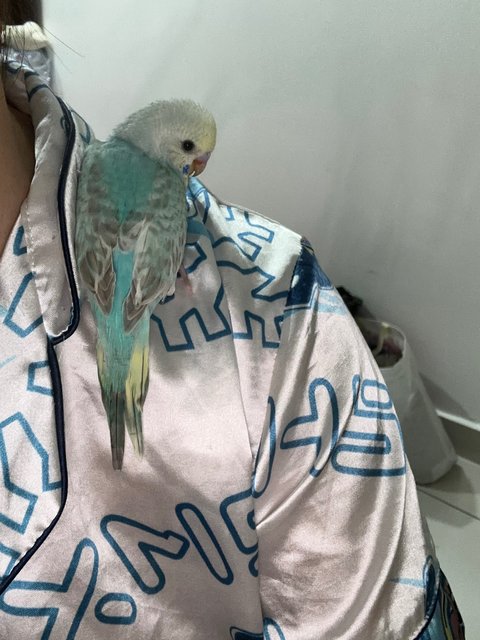 Bibi - Budgie/Budgerigar Bird