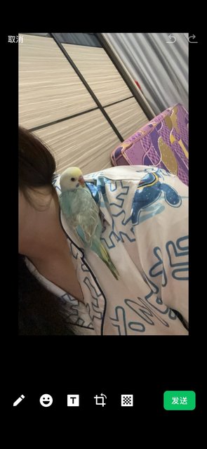 Bibi - Budgie/Budgerigar Bird