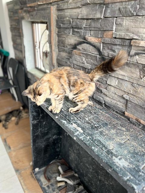 Kapoo, Marsha, Milo &amp; Lucky - Domestic Medium Hair + Domestic Long Hair Cat