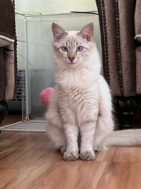 Kapoo, Marsha, Milo &amp; Lucky - Domestic Medium Hair + Domestic Long Hair Cat