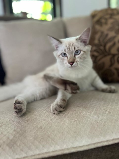 Kapoo, Marsha, Milo &amp; Lucky - Domestic Medium Hair + Domestic Long Hair Cat